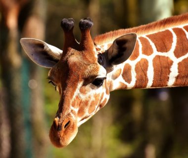 découvrez l'expérience inoubliable d'une rencontre avec des girafes. approchez ces magnifiques animaux dans un environnement naturel et apprenez-en plus sur leur comportement et leur habitat. une aventure unique pour les amoureux de la nature et les familles.