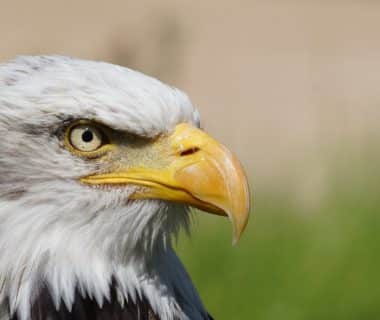 découvrez le majestueux aigle royal, un symbole de puissance et de liberté. apprenez-en davantage sur ses habitats, son comportement de chasse et son rôle dans l'écosystème.