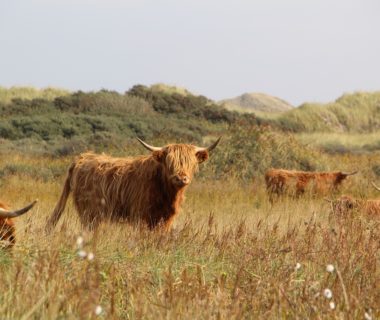 découvrez l'univers captivant du cattle, l'élevage et la gestion de la viande bovine. apprenez les meilleures pratiques, les races populaires et les tendances actuelles pour maximiser votre rendement et assurer le bien-être des animaux.