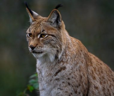 découvrez le lynx, un félin majestueux et discret, connu pour ses grandes oreilles et sa beauté sauvage. apprenez-en davantage sur son habitat, ses comportements et les efforts de conservation pour protéger cette espèce emblématique.