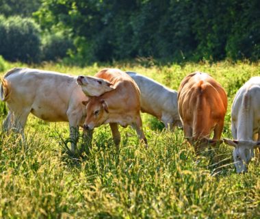 découvrez l'élevage en rotation, une méthode durable qui maximise la santé des terres et le bien-être des animaux. apprenez comment cette pratique favorise la biodiversité, améliore la qualité du sol et contribue à une agriculture respectueuse de l'environnement.