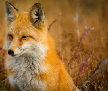 découvrez le comportement fascinant de la chasse aux renards, un aspect essentiel de la vie sauvage. apprenez comment ces créatures intelligentes interagissent, chassent et s'adaptent à leur environnement, tout en explorant les dynamiques de cette tradition historique.
