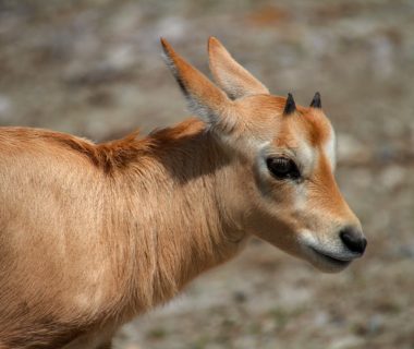 découvrez l'oryx, un majestueux antelope du désert, remarquable par ses longues cornes et son pelage élégant. apprenez-en plus sur son habitat, son comportement et son rôle crucial dans l'écosystème.