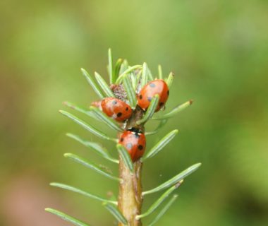 découvrez le phénomène fascinant de l'hibernation, un comportement naturel qui permet à de nombreuses espèces d'animaux de survivre aux rigueurs de l'hiver en ralentissant leur métabolisme. apprenez-en davantage sur les mécanismes, les types d'animaux qui hibernent et l'importance de ce processus dans l'écosystème.