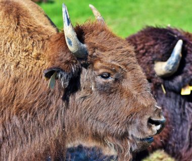 découvrez le bison, un majestueux mammifère emblématique des grandes plaines d'amérique. explorez son habitat, son comportement et son importance dans l'écosystème, tout en apprenant sur les efforts de conservation pour préserver cette espèce fascinante.