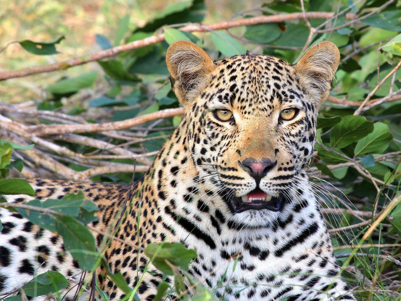 découvrez les techniques de chasse fascinantes des léopards, des stratégies d'approche furtive à l'utilisation de leur agilité pour capturer leurs proies. explorez le monde de ces prédateurs majestueux et apprenez comment ils s'adaptent à leur environnement pour survivre.