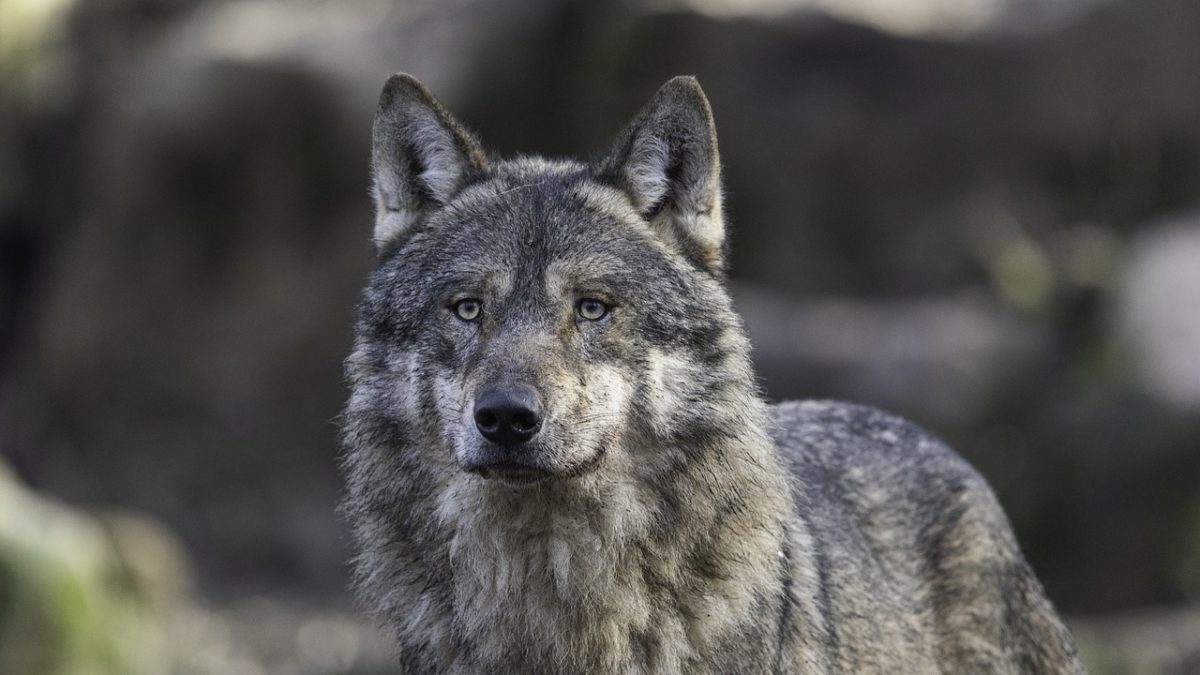 loup gris