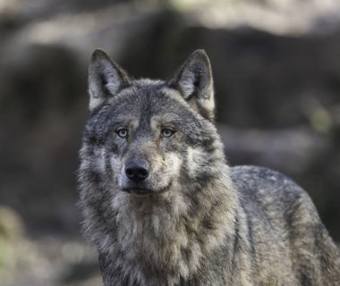 loup gris