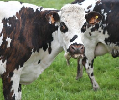 optimiser la production laitiere