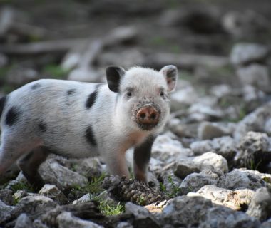 porcelet