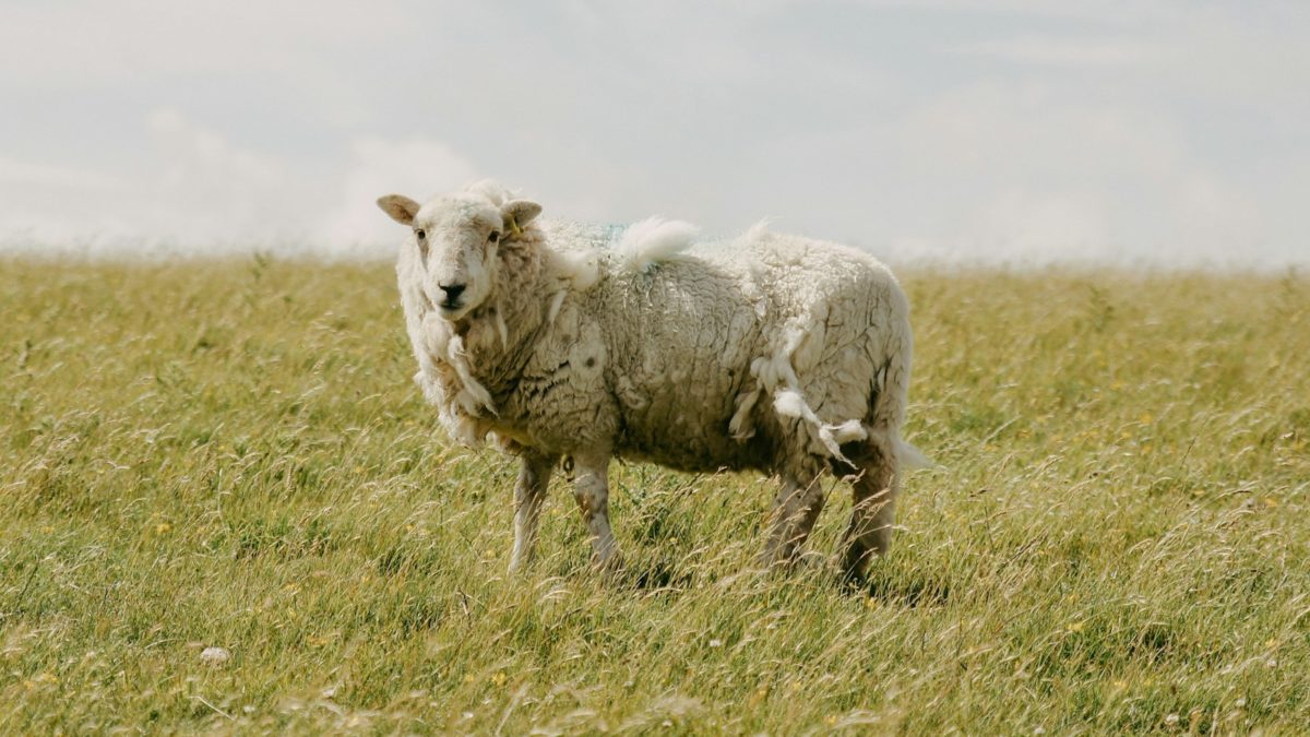 prevenir la gale moutons plein air