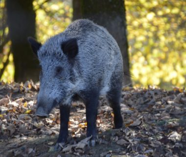 suivre les traces d un sanglier