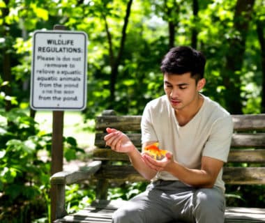 découvrez où emmener un poisson rouge trouvé dans un étang et les réglementations à respecter pour sa réhabilitation. informez-vous sur les meilleures pratiques pour assurer le bien-être de ce poisson et sa réintroduction dans un milieu adapté.