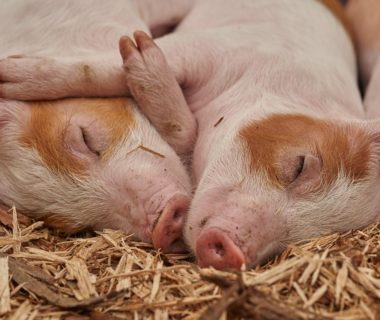 alimentation porc en croissance