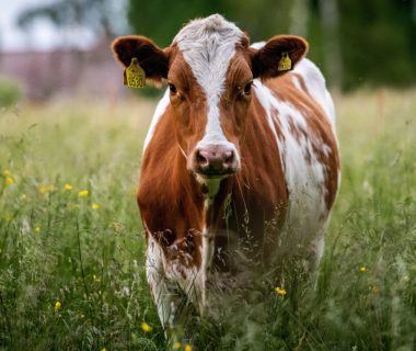 cétose vache laitiere