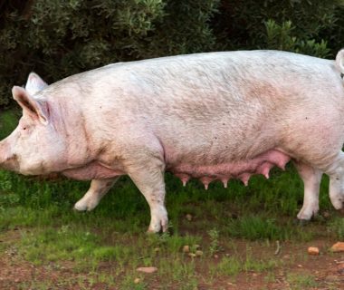 cochon plein air