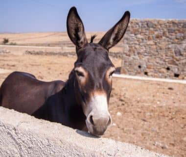etre tetu comme une mule