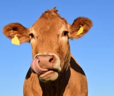expression fort comme un boeuf