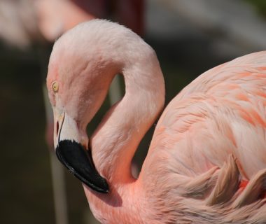 flamant rose