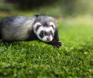 furet