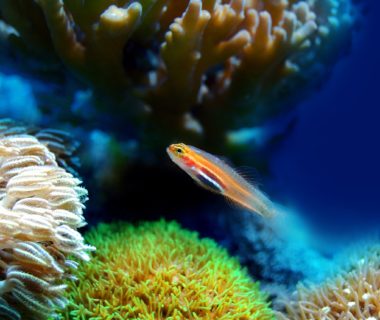 introduire poisson aquarium