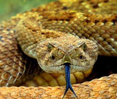 manipuler serpent