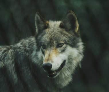 observer le loup gris
