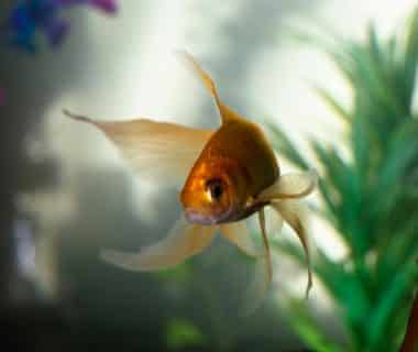 plante aquatique aquarium