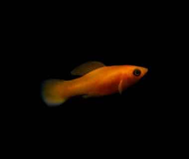 poisson rouge