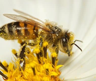 pollinisation abeille