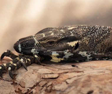 quarantaine reptile obligatoire