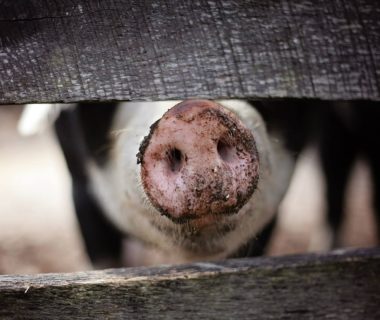salmonelose elevage porc