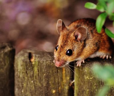 santé souris domestique