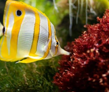 temperature aquarium