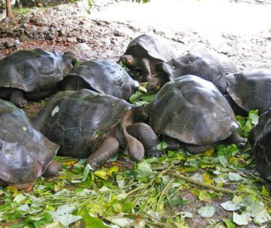 tortue galapagos