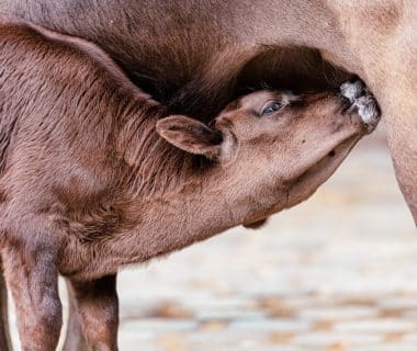 veau colostrum