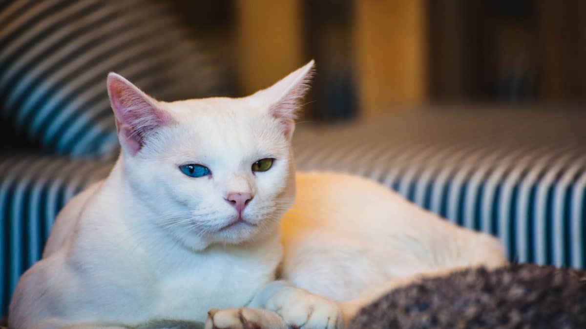 optimiser alimentation felin