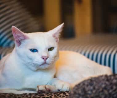 optimiser alimentation felin