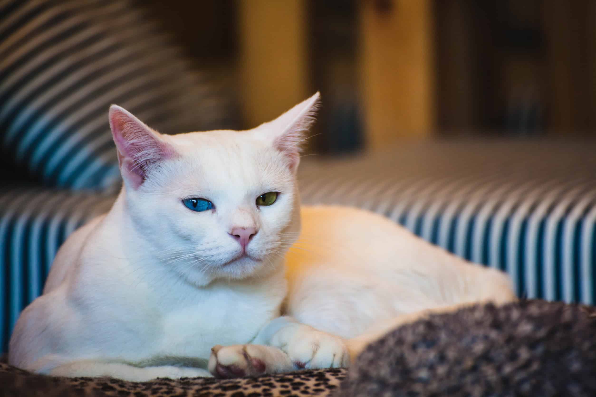 optimiser alimentation felin