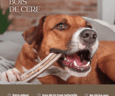 bois de cerf chien