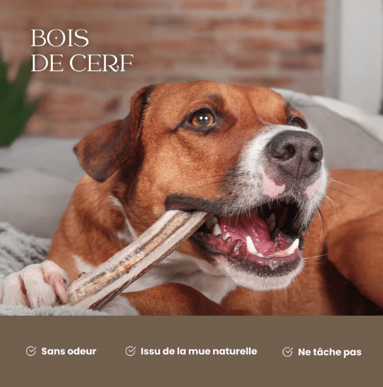 bois de cerf chien