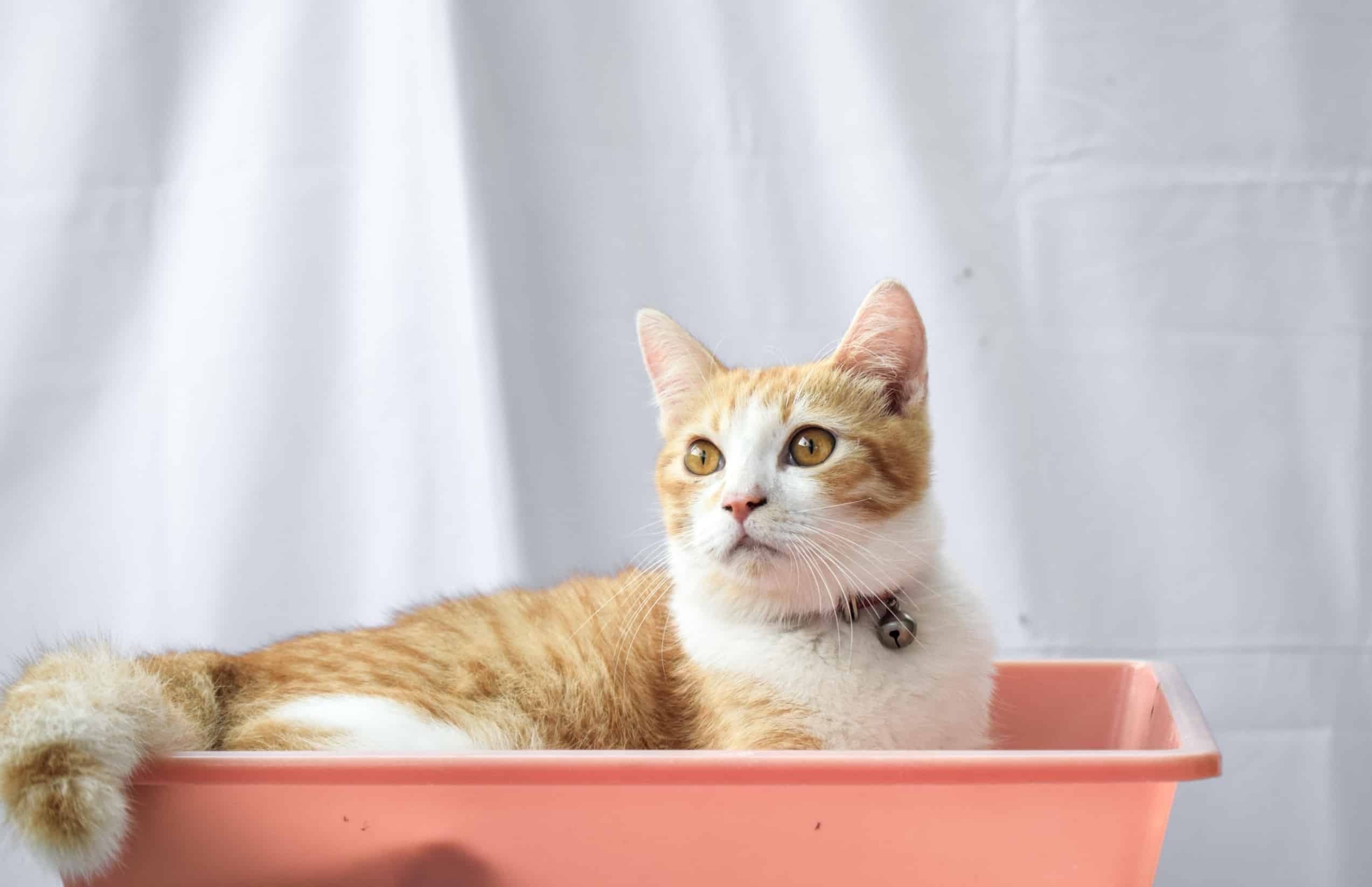 chat dans son panier