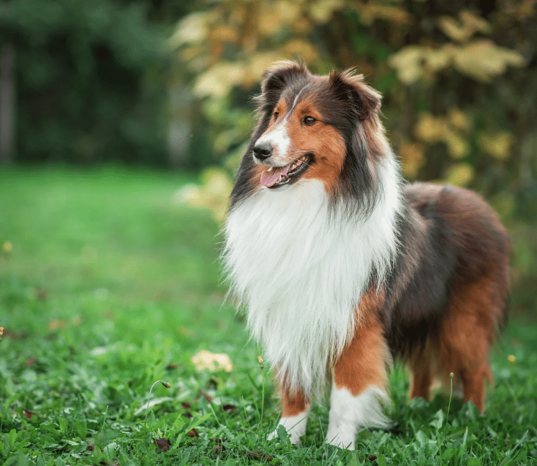 chien
