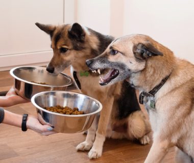 chiens devant gamelle