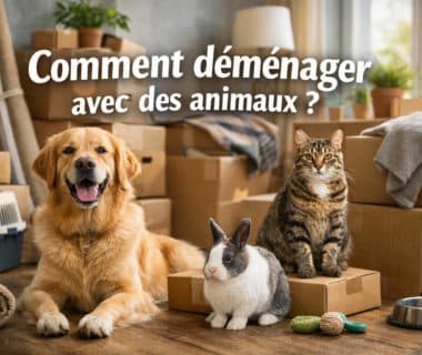 comment déménager avec des animaux