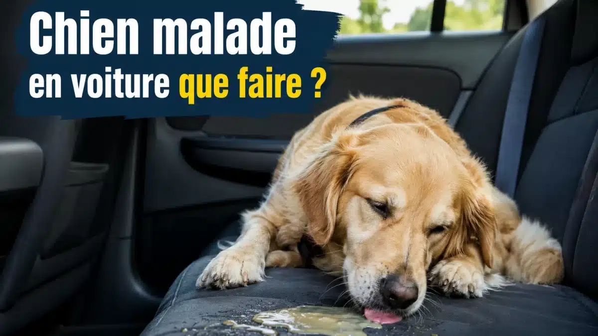 chien malade en voiture que faire