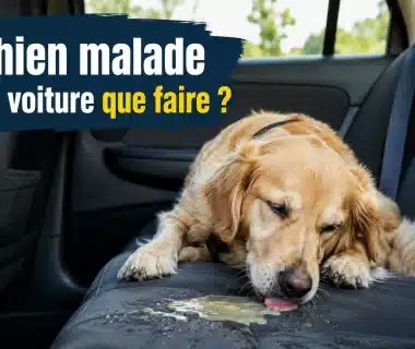 chien malade en voiture que faire