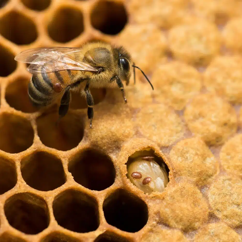 varroa rythme couvain